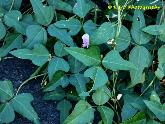 {Strophostyles helvola}